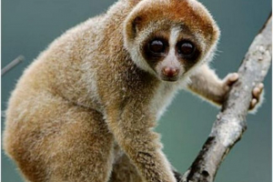 Gruba laurie - małpy puchglase